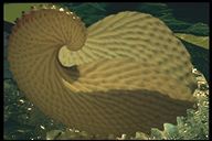 Argonaute