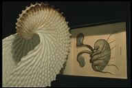 Argonaute