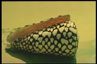 cone marmoratus