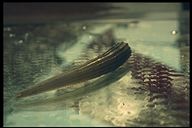 dentale