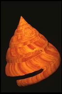 mikadotrochus