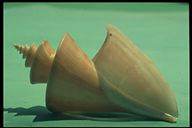 thatcheria mirabilis (Lime)